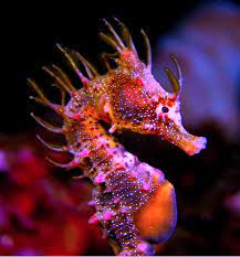Pin By Royce Gassman On Diary Of A Mermaid Beautiful Sea Creatures Sea Creatures Ocean Creatures