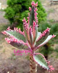 Photo Sharing Succulent Gardening Cacti And Succulents Planting Succulents