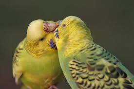 After thinking the blackface budgie mutation went extinct, i finally found out it actually exists, and being bred by 2 incredible people, johan kortenray and bernd keuthen. Budgie Varieties Varieties And Types Budgies Guide Omlet Uk