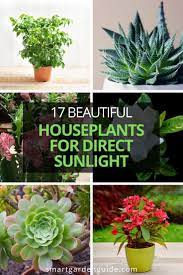 28 Perfect Houseplants For Direct Sunlight Smart Garden Guide In 2021 Indoor Flowering Plants Plants Smart Garden
