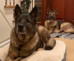 Image result for Dark Brown 1983 Tappan