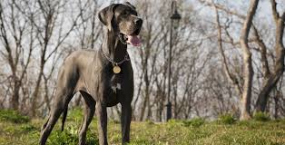 Lancaster puppies has your great dane for sale. Great Dane Puppies For Sale Greenfield Puppies