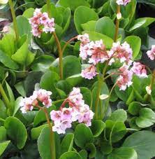 Pin On Flowers Bergenias Elephant S Ears