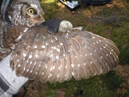 When it was trying to escape from stadium seagulls were chansing it so badly that it kept flying. The Boreal Or Tengmalm S Owl Chapter 2 The Boreal Owl