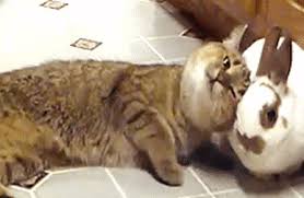 Lift your spirits with funny jokes, trending memes, entertaining gifs, inspiring stories, viral videos, and so much more. Kitty Loves Bunny Gifs Gif Gfycat