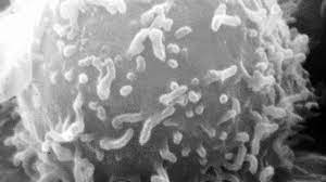 Cd57 Testing And Lyme Disease Tired Of Lyme