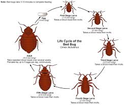 Home/residence type of control service: Bed Bugs Charleston United States All Green Termite Pest Control