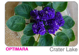 African violets (plant) > african violet specialty varieties. Exclusive New Varieties Of Optimara African Violets