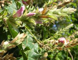 Image result for Acanthus polystachyus