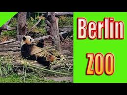 The zoo berlin and the aquarium berlin are a highlight for all the family. Zoo Berlin Zoologischer Garten Berlin Youtube