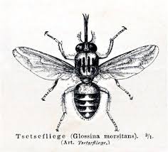 Straining a gnat, but swallow a camel means believing certain things that are really not important yet stating they are because it is to your selfish benefit camel in that they neglected the more important matters of the law: Tsetse Fly Wikipedia