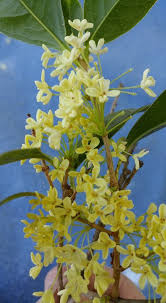 桂花醬材料 鲜桂花45克丶水8oz丶麥芽糖8oz丶有機貳砂糖16oz 作法 將水煮沸 放入麥芽糖再煮沸 最後放入貮砂糖丶再煮成糖漿後 稍微放涼就直接倒進装有鲜桂花的玻璃瓶内 轉緊 摇一摇使鲜桂花都有粘到糖漿就完成了 flowers nature drawings nature