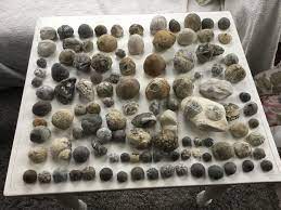 versteinerte seeigel fossilien seeigel mineralien