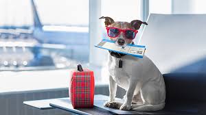 The cost of air travel also varies. Pet Transport Service Pet Travel Qt Pet Transport