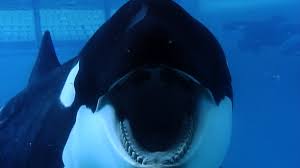 The cove tells the amazing true story of how an elite team of individuals, films makers and free divers embarked on a covert mission to penetrate the hidden cove in japan, shining light on a dark and deadly secret. Blackfish Movie Review Film Summary 2013 Roger Ebert