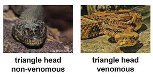 Use the photo gallery to identify snakes that are common to sc, nc and ga. Snake Characteristics Kentucky Snake Identification