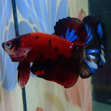 Punya warna paling ramai, biru, orange, merah, kuning, dan hitam kadang ada juga yang memiliki tambaha corak warna ungu dan putih. 46 Video Ikan Cupang Nemo Images