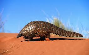 Pangolin, or scaly anteater, is the common name for african and asian armored mammals comprising the order pholidota, characterized by a long and narrow snout, no teeth, a long tongue used to capture ants and termites, short and powerful limbs, a long tail, and a unique covering of large. The Plight Of The Pangolins Alexandra S Africa