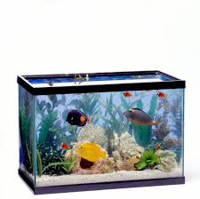 fish in small tanks are shown to be much more aggressive