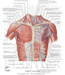 The manubrium, sternal body, and xiphoid process. Anterior Thoracic Wall Anterior Wall Of Thorax