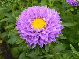 Asters Top 10 Most Beautiful Aster Flowers Aster Flower September Birth Flower September Flowers