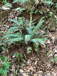 Image result for Lomariopsidaceae