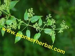 Image result for Rubia cordifolia