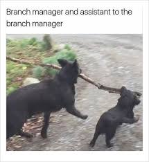 1 2 3 4 5 6 7 8 9 1010 Dentist Memes 9 How To Choose The Right Dentist Funny Animal Pictures Cute Funny Animals Funny Animals