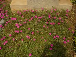 Image result for Portulaca centrali-africana