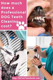 The average cost of dog training is $30 to $80 per class with most spending about $50 per hour. How To Clean Your Dog S Teeth So Many Helpful Tips That Make It Incredibly Easy To Do Yourself The First Time Dog Owner Guide Dog Teeth Dog Teeth Care Brushing