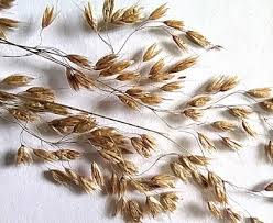 Image result for Avenella