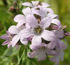 Campanula Lactiflora Loddon Anna With Images Plants Shade Tolerant Plants Campanula