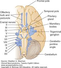 Cranial Nerves And Pathways Clinical Neuroanatomy 28e