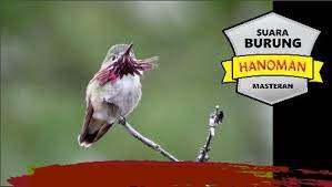 Masteran Burung Sirtu Kolibri Prenjak Pleci Langsung Gacor Burung