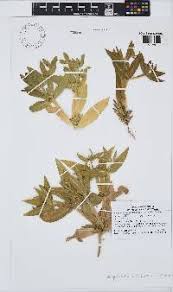 Image result for Geigeria burkei