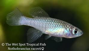 Nothobranchius Rachovii Rachovii Killi Female Fish Pet Freshwater Fish