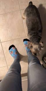 Check spelling or type a new query. Pupsocks Pet Socks Product Review Rocky S Journal