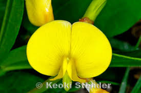 Image result for Vigna membranacea