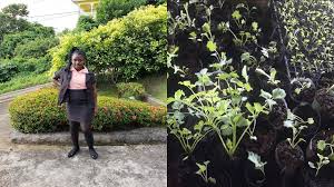 The start of the summer season and what a great time to get outdoors in your garden. Young Entrepreneur S Greenhouse 758 Helps You Jump Start Your Garden Loop St Lucia