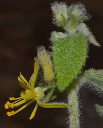 Image result for Triumfetta pilosa