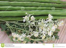 Drumstick Flower Vegetable Best Flower Wallpaper