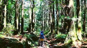 Best Yakushima Hiking Trails