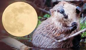 January's full moon, the wolf moon, is happening in cancer and during a lunar eclipse. Full Moon Spiritual Meaning What Is The Meaning Of The Beaver Moon Tomorrow The Us Posts