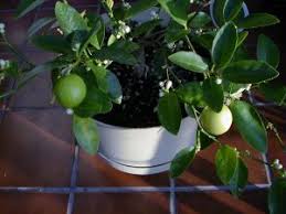 We did not find results for: Indoor Citrus Wisconsin Horticulture