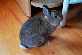 The netherland dwarf rabbit is the smallest rabbit breed with a lovely roll back coat casting a beautiful soft domestic rabbits shed minimally if kept in an even temperature environment, and are very clean. Why Doesn T My Bunny Look Like Other Netherland Dwarfs Binkybunny