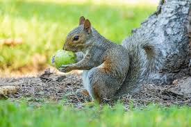 Squirrels scurrying around the garden with bushy tails twitching can be a delightful sight… or it squirrels eat a lot of nuts and will eat any type but their favourite nuts include Squirrel Eats A Green Apple Photograph By Rachel Morrison