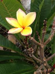 Kalachucha Plumeria Guam Photo By Jacqueline Ignacio Island Girl Plumeria Photo