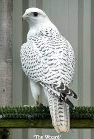a white bird with black spots vogel