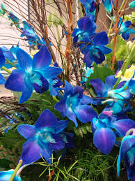 What kind of flowers are these? I Dont Know What Type Of Flower These Are Look Like Orchids But What Kind They Are So Pretty And Would Be Perfect For Flowering Trees Pretty Flowers Orchids