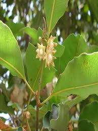 Image result for Mimusops elengi